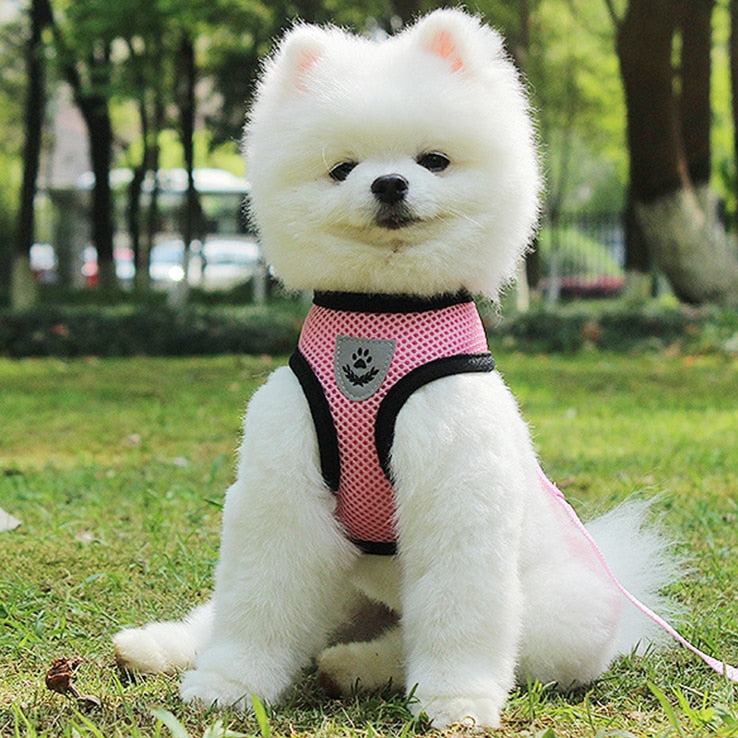 Pet Car Seat Belt Pet Leash